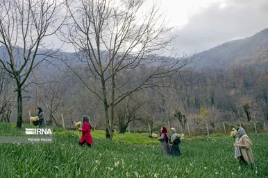 ایران زیباست | برداشت نرگس در گلستان