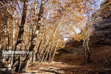 گزارش تصویری | طبیعت پاییزی شاندیز