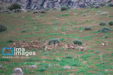 ایران زیباست | قوچ کوهی ایران