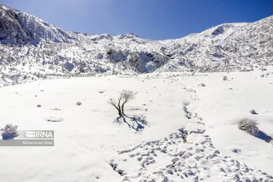 ایران زیباست | گلستان برفی
