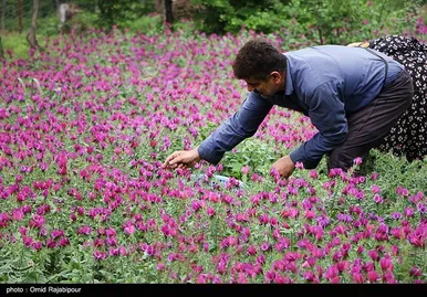 ایران زیباست | برداشت گل گاو زبان در روستای سجیران گیلان