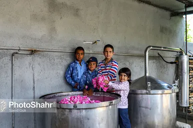 برداشت گل محمدی در روستای فرخد