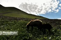 بهبود وضعیت پرورش دام در خراسان رضوی | تولید ۱۲ درصد شیر کشور در استان