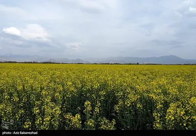 ایران زیباست | کشت کلزا در شهرستان سلسله - لرستان