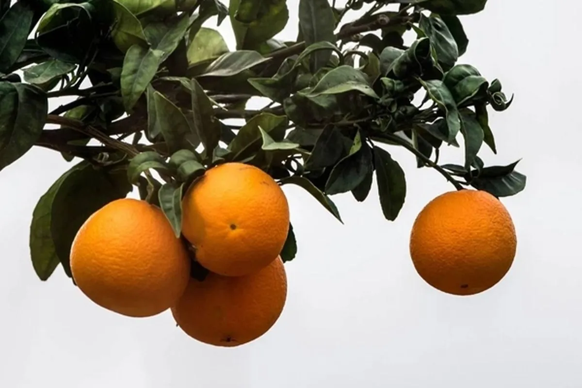 جوشانده برگ پرتقال چه خواصی دارد؟