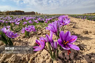 ایران زیباست | برداشت «طلای سرخ» از مزارع خراسان‌شمالی