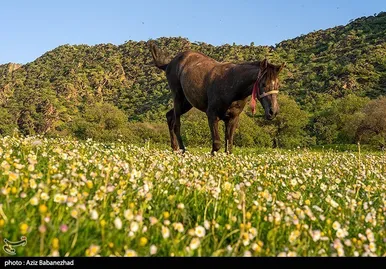 ایران زیباست | طبیعت بهاری منطقه دره اناران سپیدشت خرم آباد