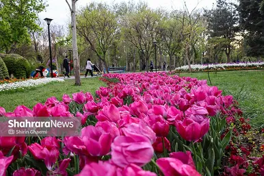 گزارش تصویری | جشنواره گل‌های لاله در مشهد