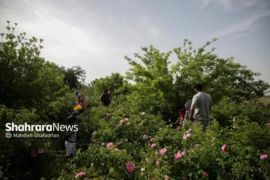 برداشت گل محمدی در روستای فرخد در نزدیکی مشهد