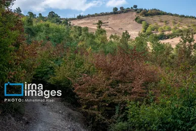 گزارش تصویری | خشکسالی در جنگل‌های هیرکانی گلستان
