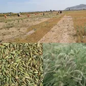 برداشت ۷۰۰ تن زیره سبز در بجستان خراسان رضوی