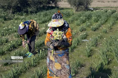 ایران زیباست | برداشت نرگس در گلستان