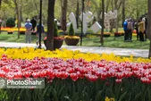 مهمانی رنگارنگ لاله‌ها پیش چشم مشهدی‌ها در پارک ملت و باغ گل‌ها