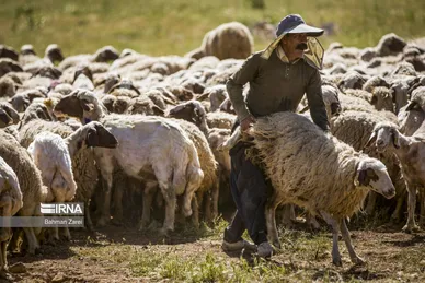 عکس‌های پشم‌چینی گوسفندان عشایر
