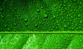 دلیل سبز بودن رنگ گیاهان چیست؟