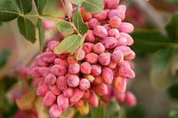 افزایش ۱۵ درصدی تولید پسته در کشور