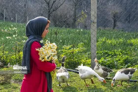 ایران زیباست | برداشت نرگس در گلستان