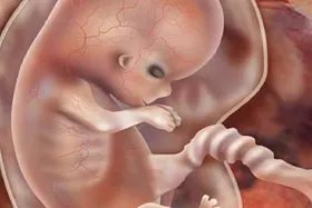 ویدئو| نحوه تکامل انسان در شکم مادر