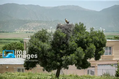«خداوند لک‌لک‌ها را دوست دارد»