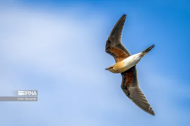 روز جهانی پرندگان مهاجر