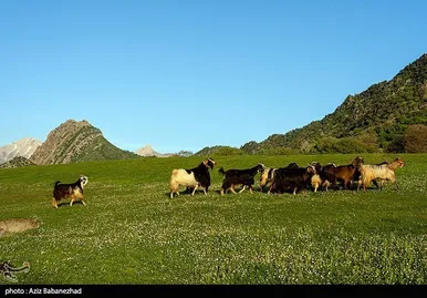 ایران زیباست | طبیعت بهاری منطقه دره اناران سپیدشت خرم آباد