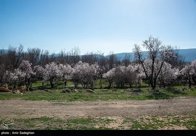 ایران زیباست | اندک اندک می‌رسد اینک بهار