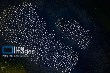 گزارش تصویری | شکوه مهاجرت در دریاچه مهارلو