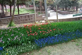 ترویج فرهنگ نذر محیط زیستی با اجرای پویش &laquo;لاله برای مادران&raquo; در تهران