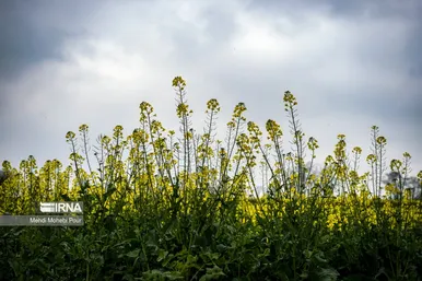 عکس‌هایی از مزارع کلزا