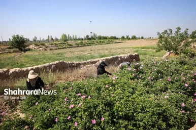 گزارش تصویری | برداشت گل محمدی در روستای فرخد