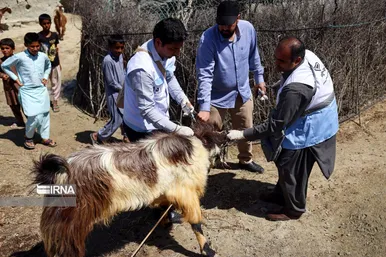 واکسیناسیون دام در مناطق سیل زده