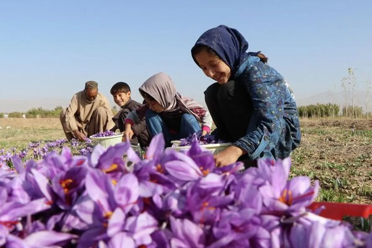 تیک‌آف زعفران افغانستان در بازارهای جهانی | صادرات بیش از ۶ برابر تولید