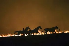 جنگل توسکستان در انتظار باران