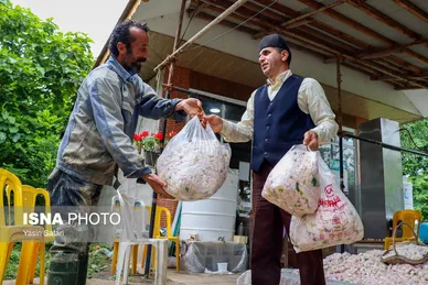 ایران زیباست | گلاب گیری در روستای گیلده گیلان