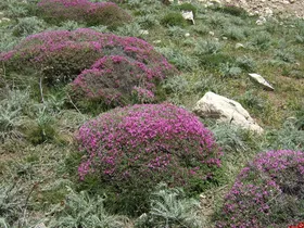 نسخه&zwnj;های گیاهی کرونا و نگرانی برای محیط زیست