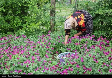 ایران زیباست | برداشت گل گاو زبان در روستای سجیران گیلان