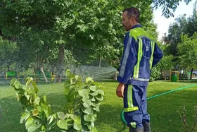 تأمین روزانه ۱۳۵ هزار مترمکعب آب موردنیاز فضای&zwnj;سبز شهری از پساب و چاه&zwnj;های غیرکیفی