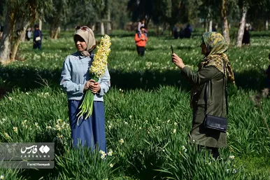 ایران زیباست | نرگسِ «بِهبهان»