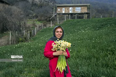 ایران زیباست | برداشت نرگس در گلستان