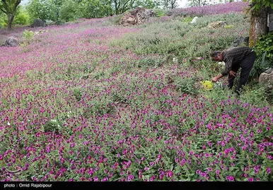 ایران زیباست | برداشت گل گاو زبان در روستای سجیران گیلان