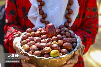 فصل برداشت محصول عناب در دل کویر