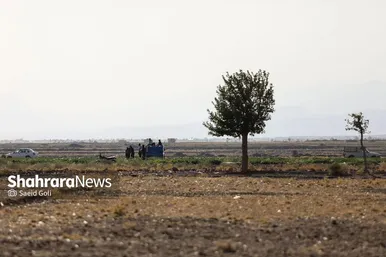 برداشت هندوانه در روستای گلسرا