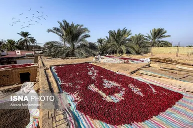 ایران زیباست | برداشت چای ترش در شهرستان کارون