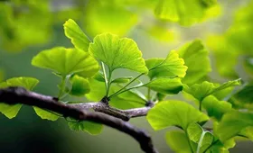برگ درختی که از لخته شدن خون پیشگیری می&zwnj;کند