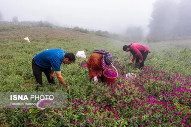 ایران زیباست | برداشت گل‌گاوزبان در روستای «آغوزبن» کندسر