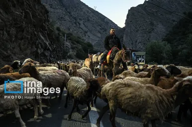 گزارش تصویری | «جاده چالوس» گذرگاه بهاری عشایر