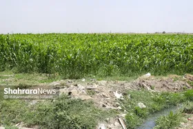 تحول سبز مشهد با کاشت ۴۴۰ هکتار درخت در کشف&zwnj;رود