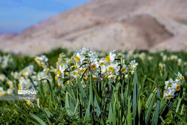 نذر گل نرگس به مقصد حرم