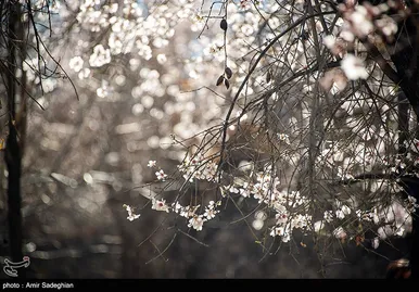 ایران زیباست | اندک اندک می‌رسد اینک بهار