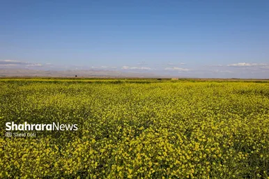 گزارش تصویری | مزارع «کلزا» در نزدیکی مشهد